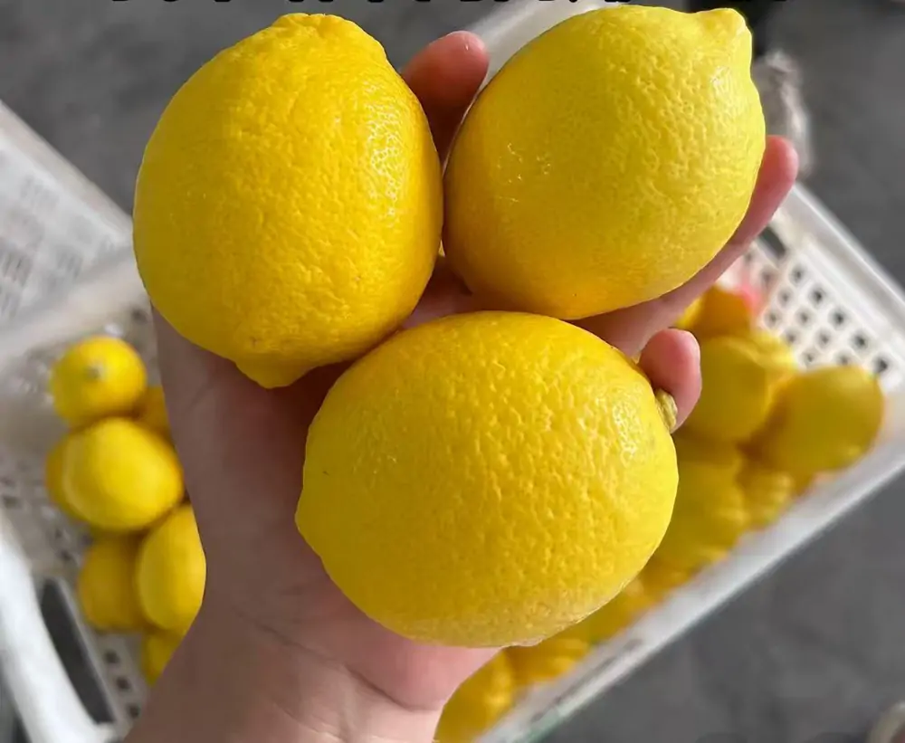 lemon-manufacturer-china