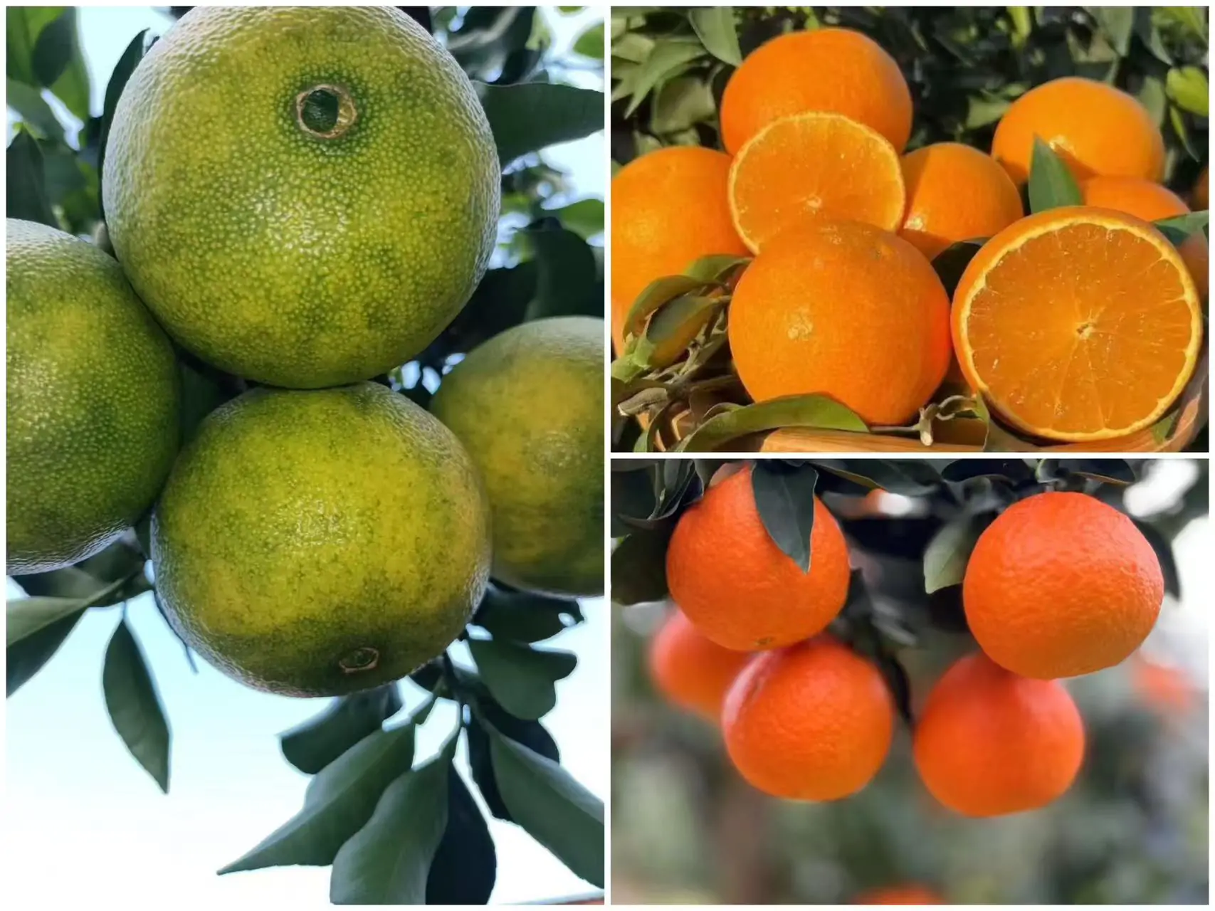 Aiyuan Jelly orange tree