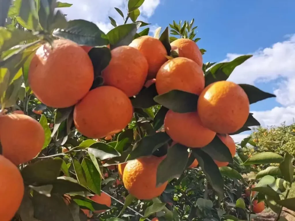 china wogan fruit exporter