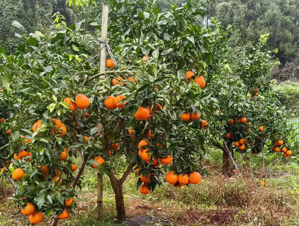 citrus-fruit-coloring