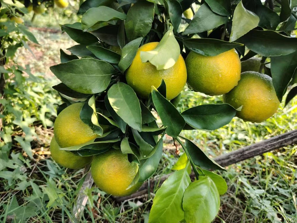 citrus-sugar-accumulation