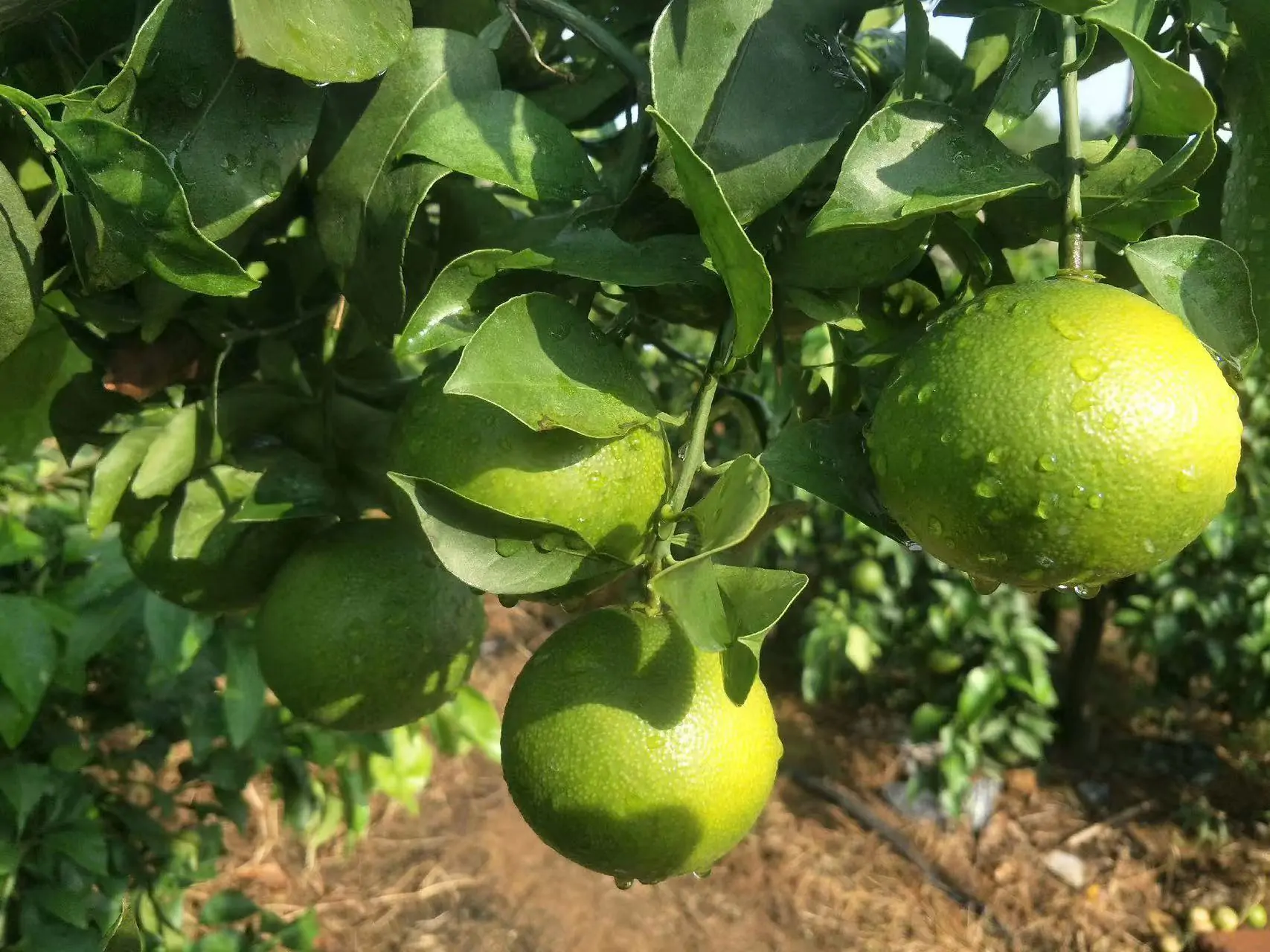 mandarin-fruit-maturity