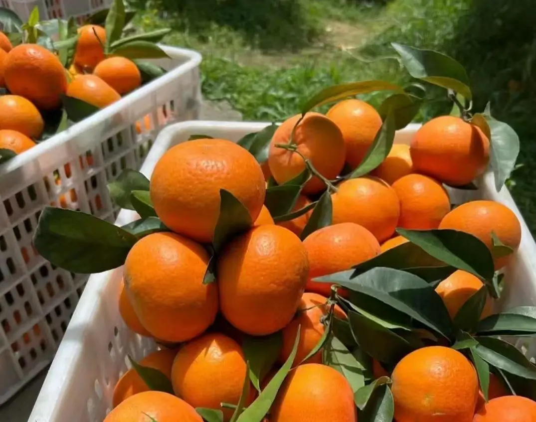 orah fruits