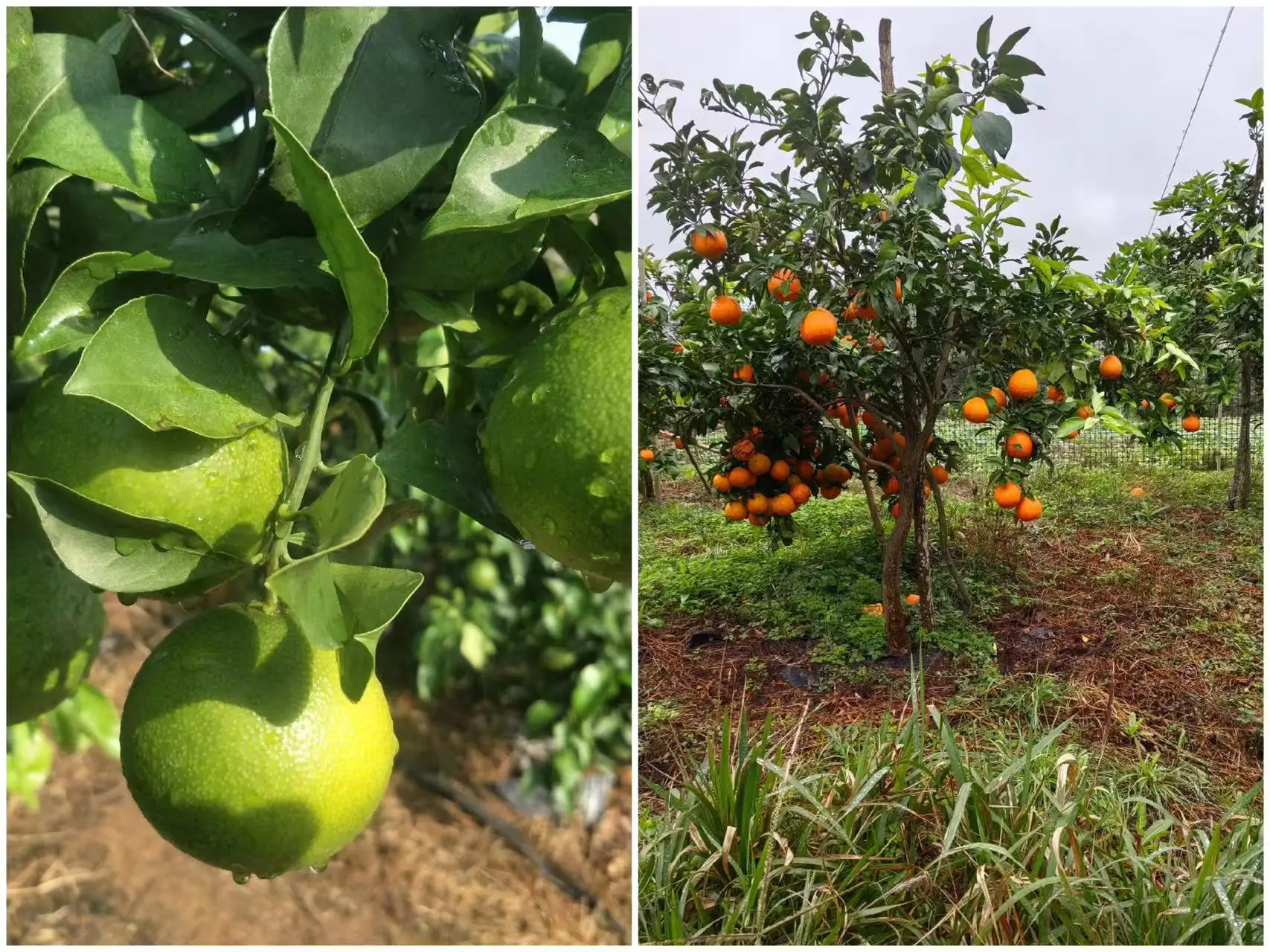 potassium-fertilizer-for-citrus