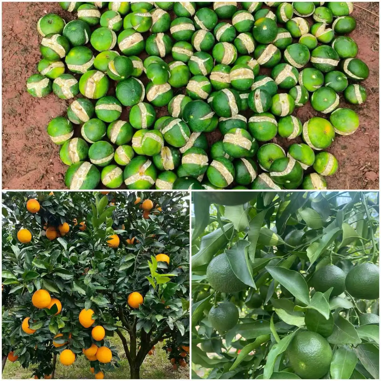 Chinese citrus fruit packing for export