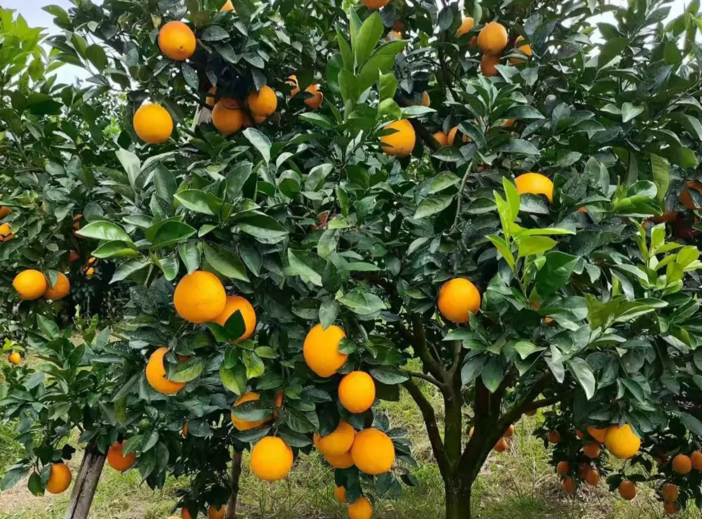 Citrus fruit coloring and sweetening in commercial orchard