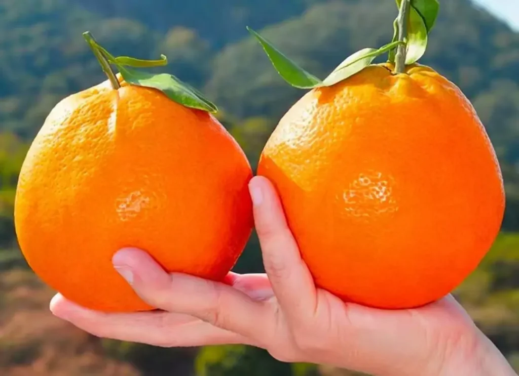 mandarin orange fruit enlargement stage