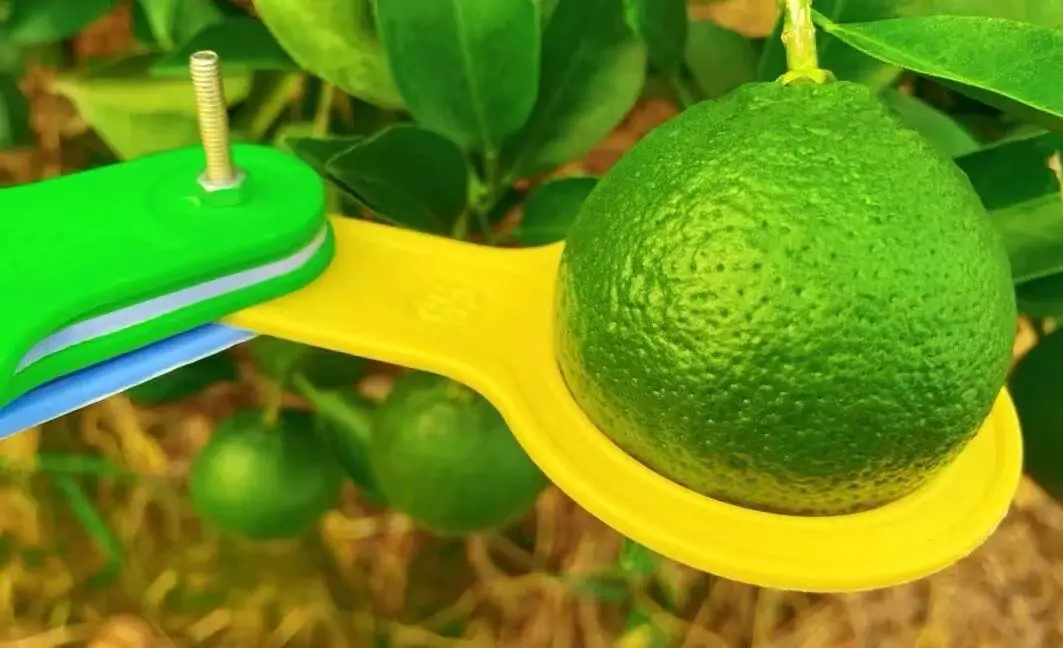 mandarin orange fruit growth during enlargement stage