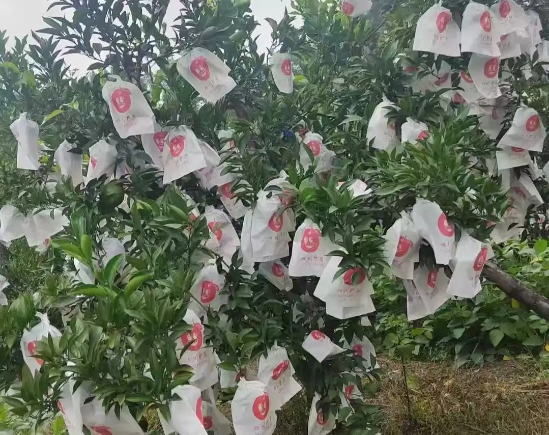 mandarin orange orchard during fruit enlargement