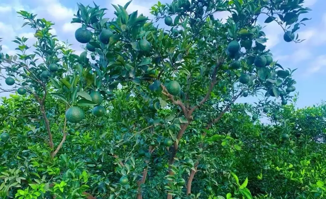 mandarin oranges growing in the fruit enlargement stage