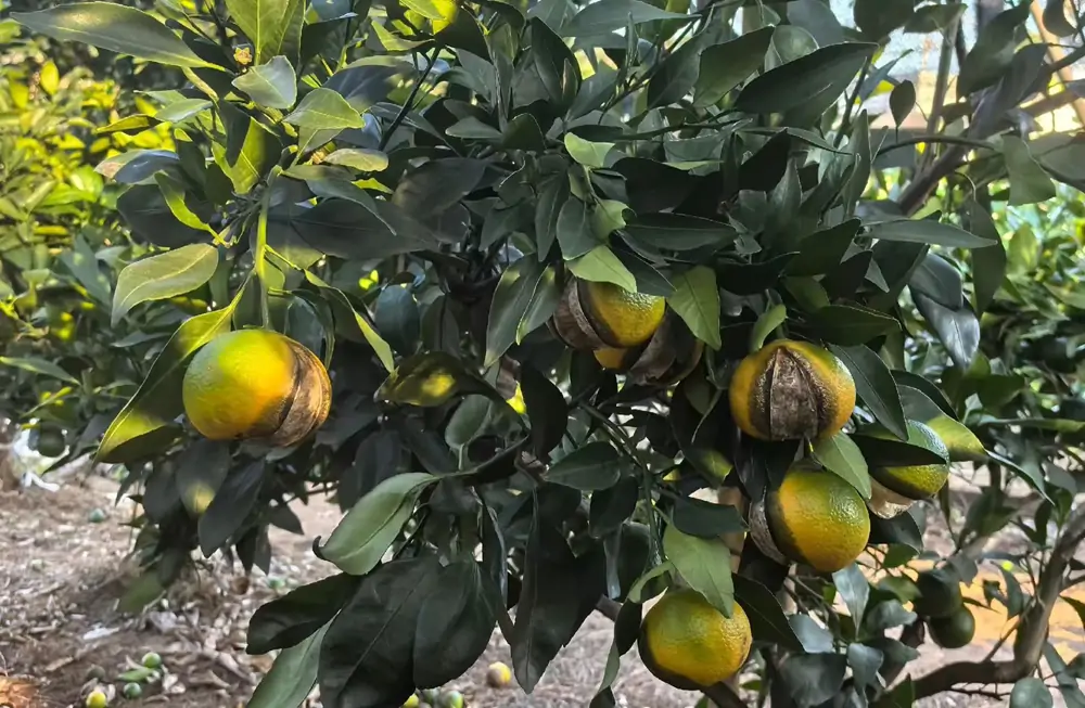Potassium nutrition for citrus fruit quality