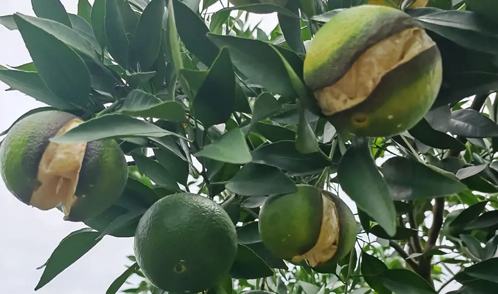 Citrus orchard in Meishan Sichuan China
