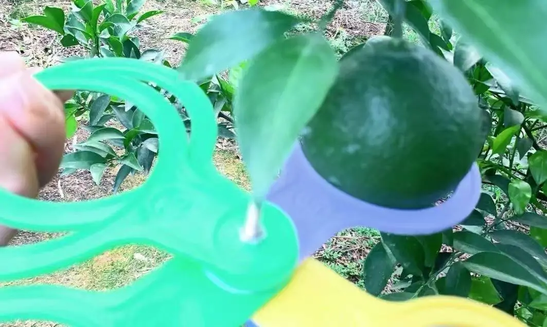 young mandarin orange fruit growing on tree