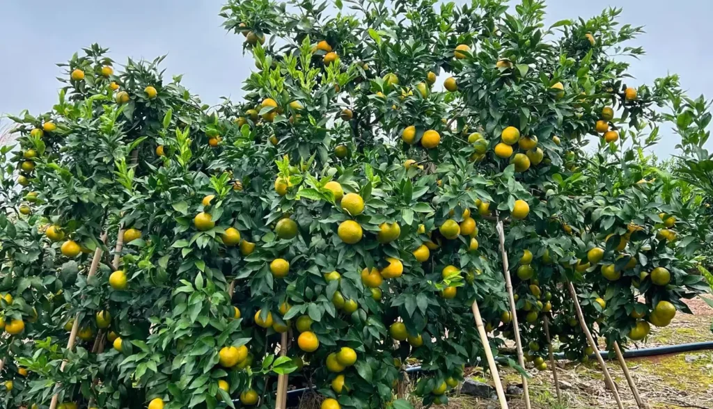 citrus fruit enlargement stage in orchard