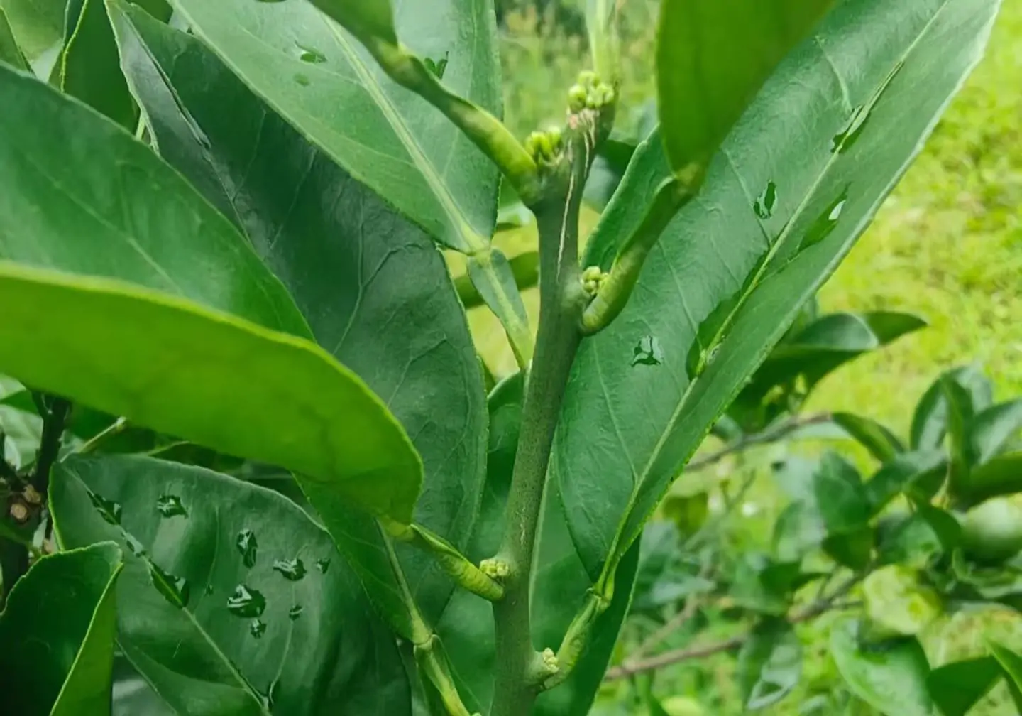 mandarin orange fruit expansion on citrus tree