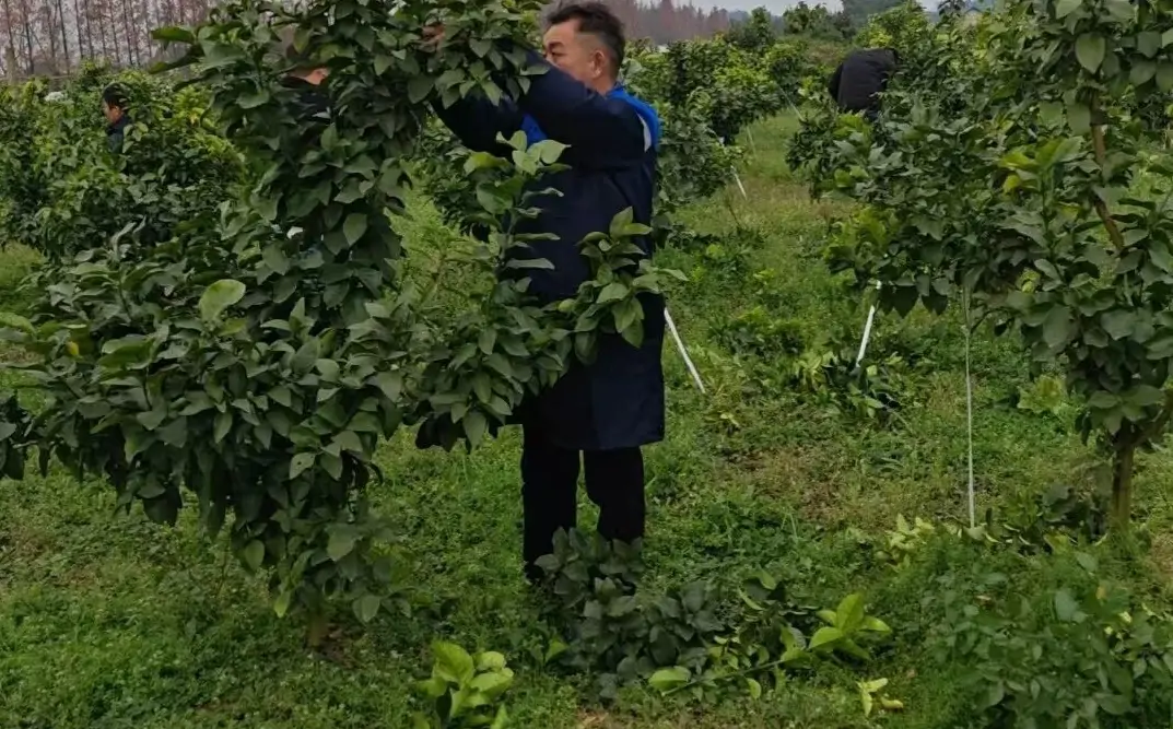 mandarin orange orchard during fruit enlargement