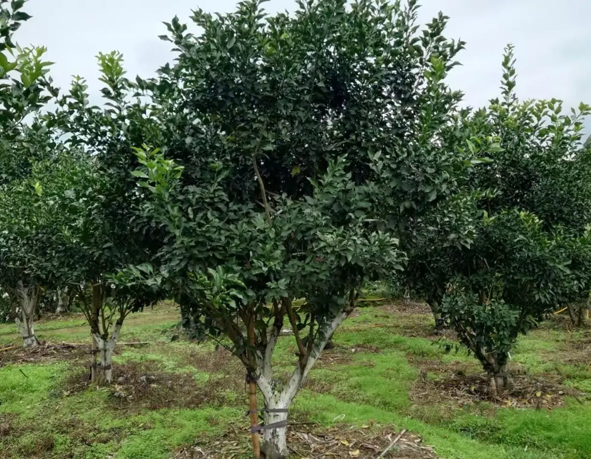 mandarin orange orchard fruit growth management
