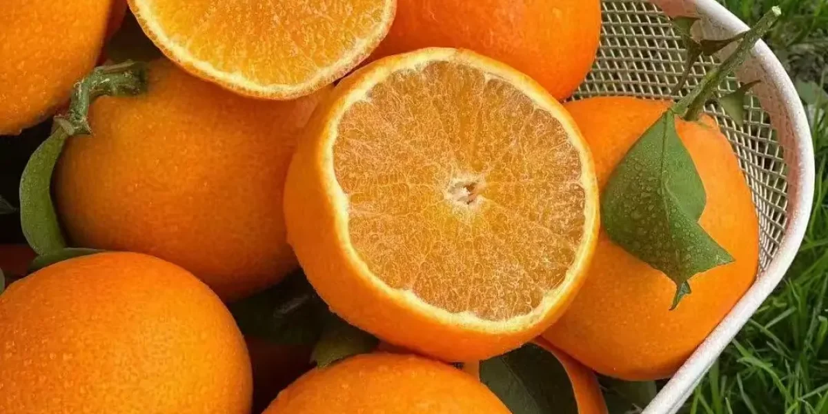 Fresh Aiyuan 38 Jelly Orange From China
