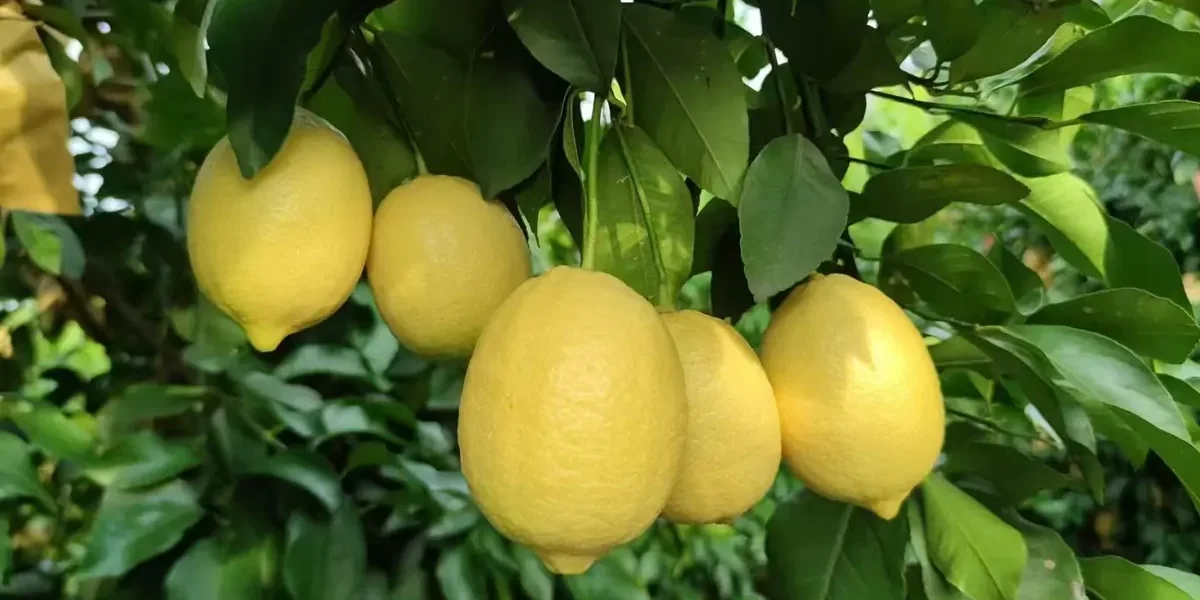Fresh Anyue Lemon supplier in China for wholesale buyers