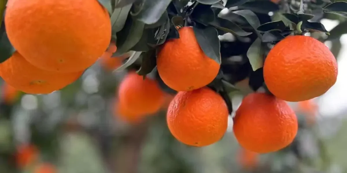 China Ehime Jelly Orange Wholesale Supplier