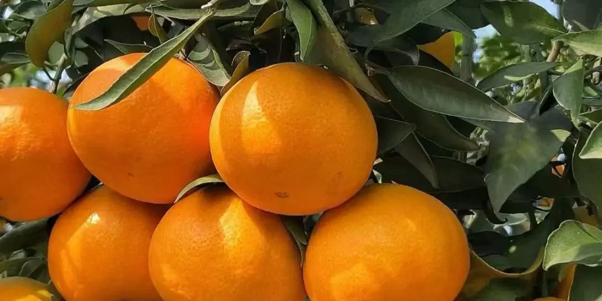 Large-scale Ehime Jelly Orange orchard with healthy trees and abundant fruit production.