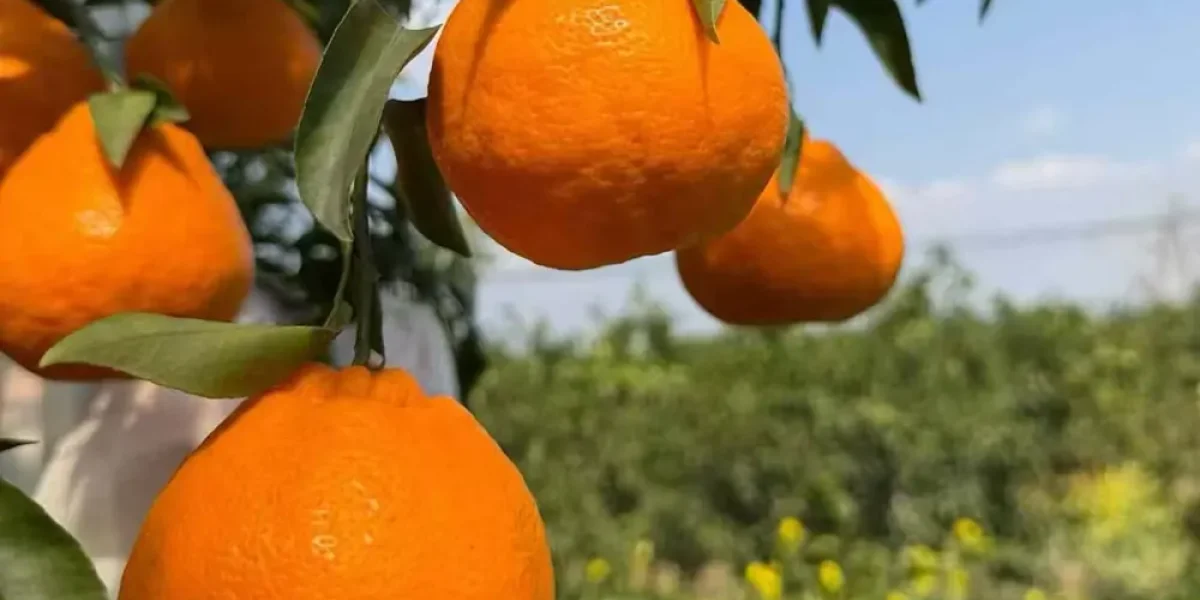 mikan fruit
