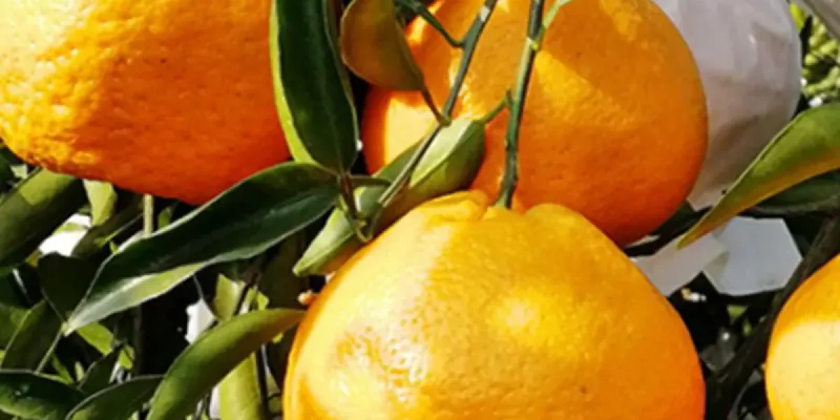 china harumi mandarin orange