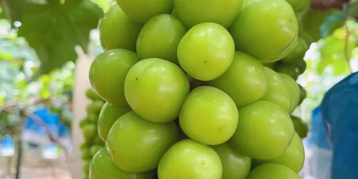 china-high-quality-green-grapes