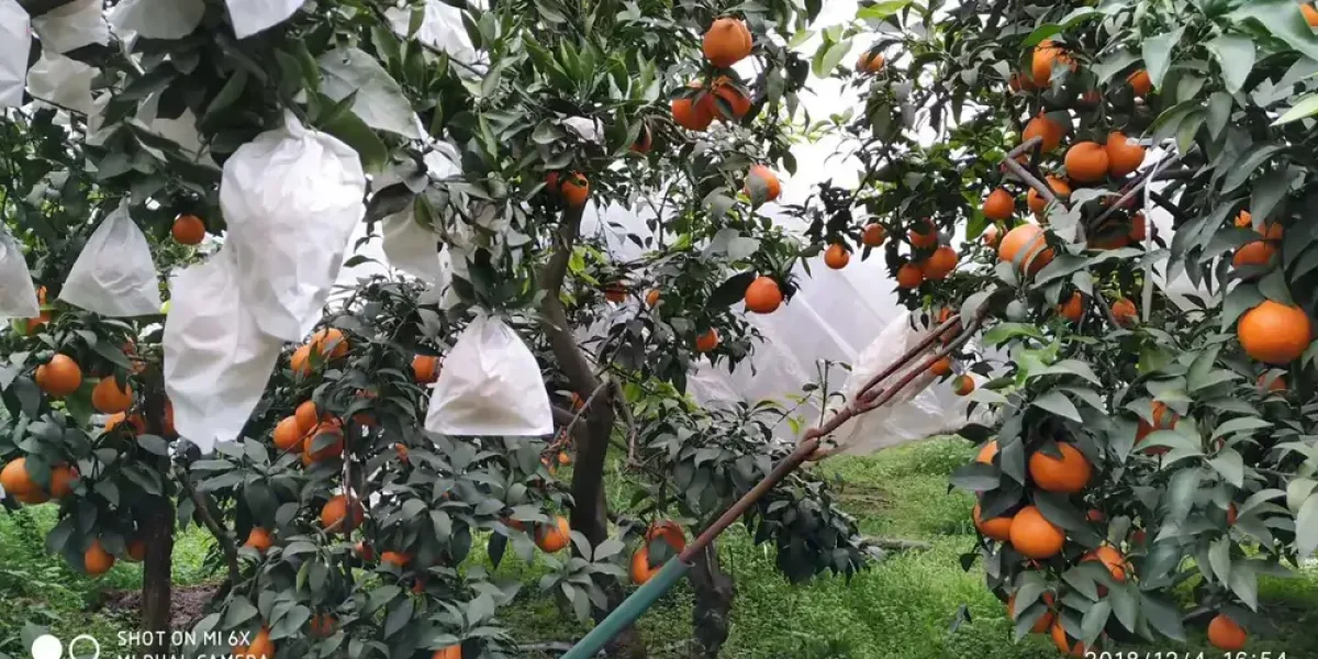 china mandarin orange