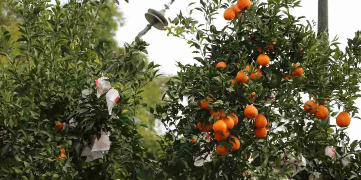 china mikan mandarin orange