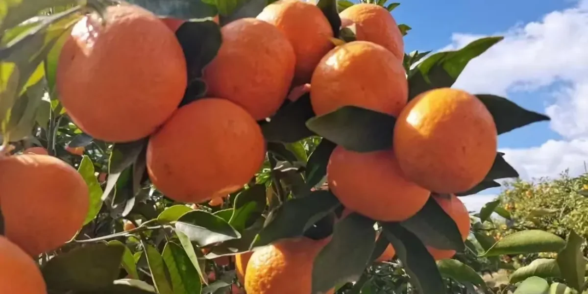 china wogan fruit exporter