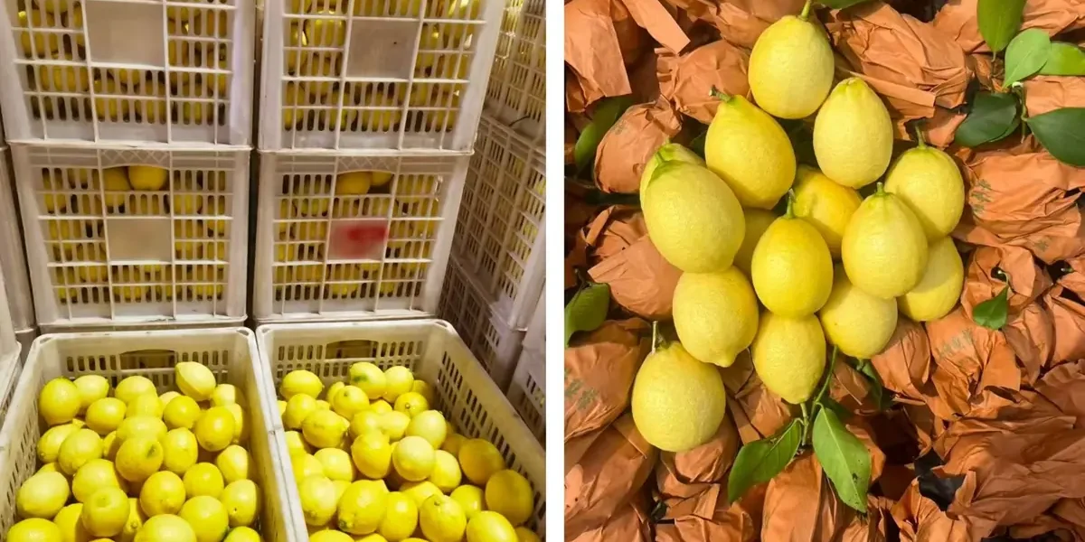 chinese-export-lemon
