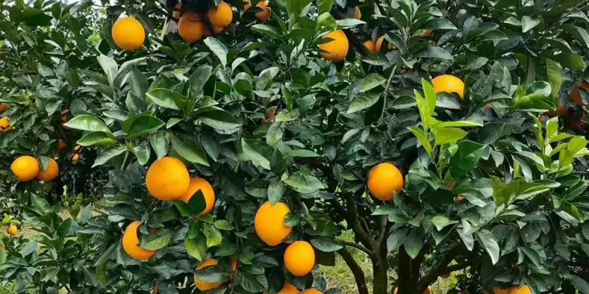 Citrus fruit coloring and sweetening in commercial orchard