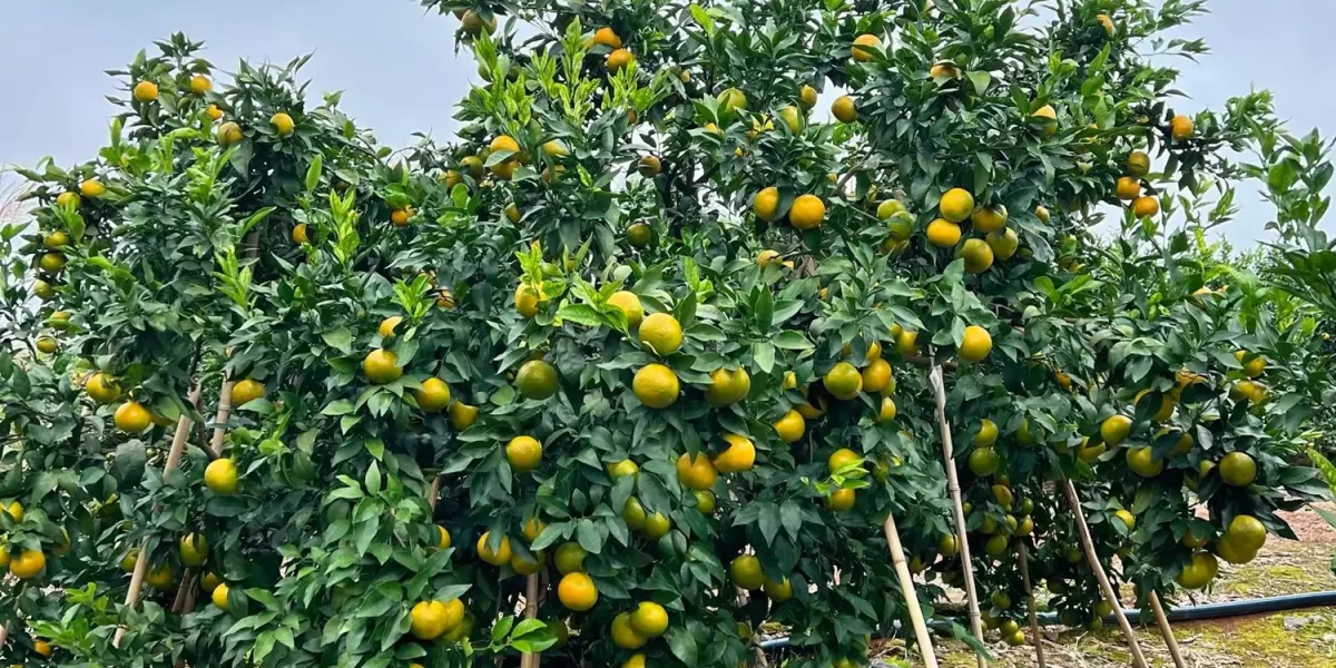citrus fruit enlargement stage in orchard