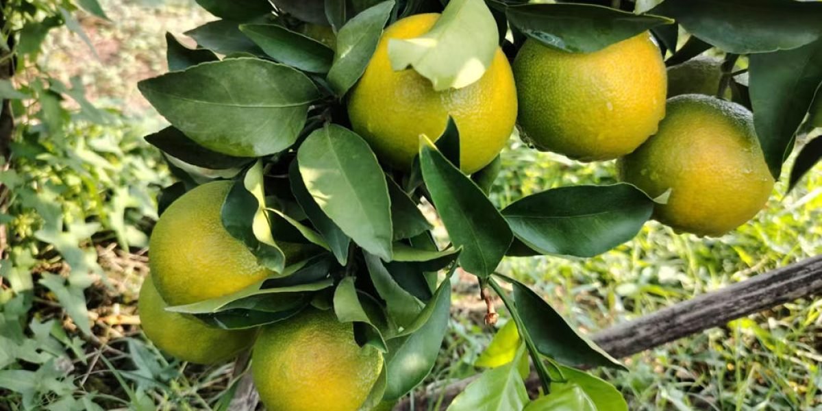 citrus-sugar-accumulation