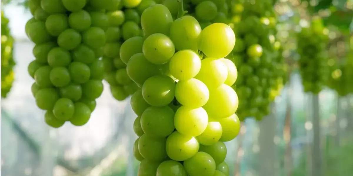 export quality shine muscat grapes china supplier
