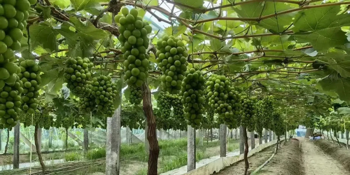 fresh grape