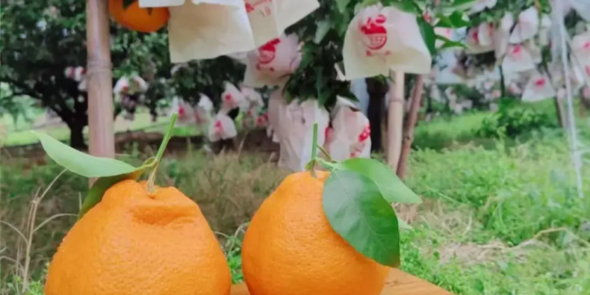 hybrid citrus fruit native to china