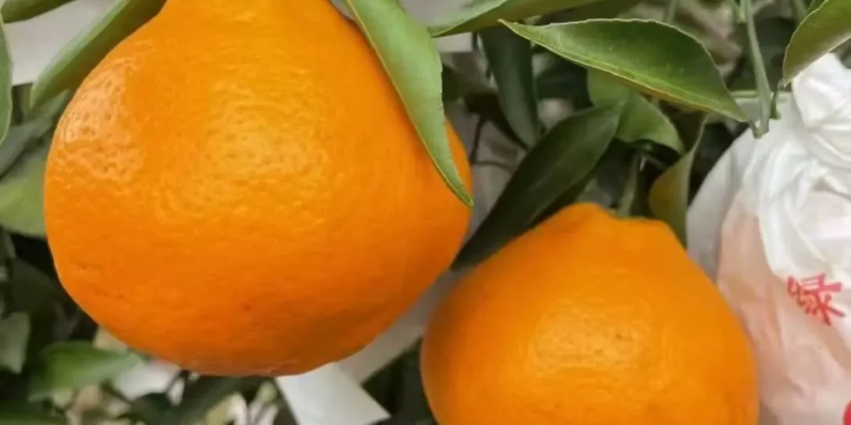 jeruk papagan dekopon