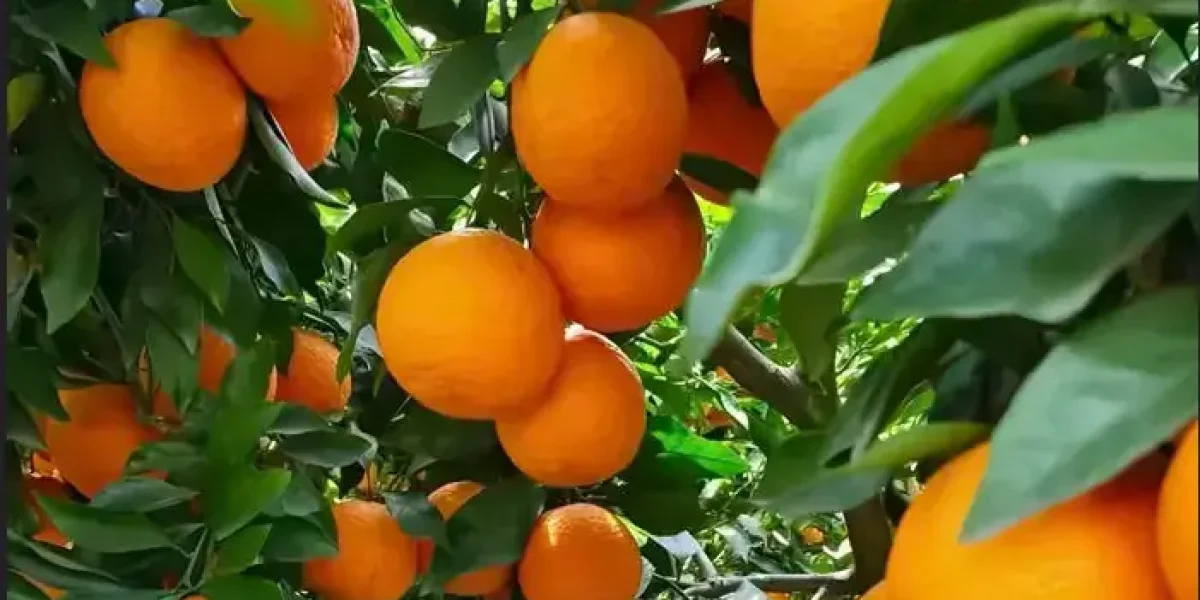 Japanese Ehime Kiyomi Mandarin Orange Information
