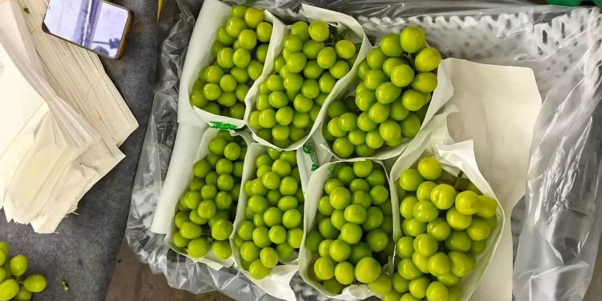 large size shine muscat grapes juicy and sweet