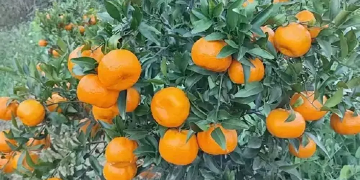 mandarin fruit