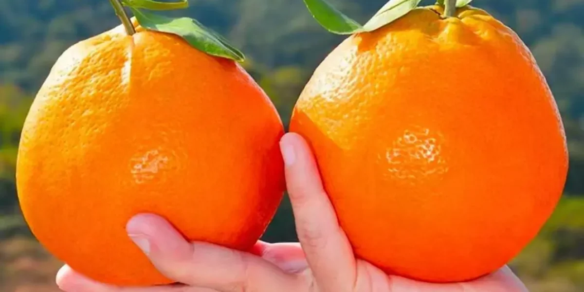 mandarin orange fruit enlargement stage