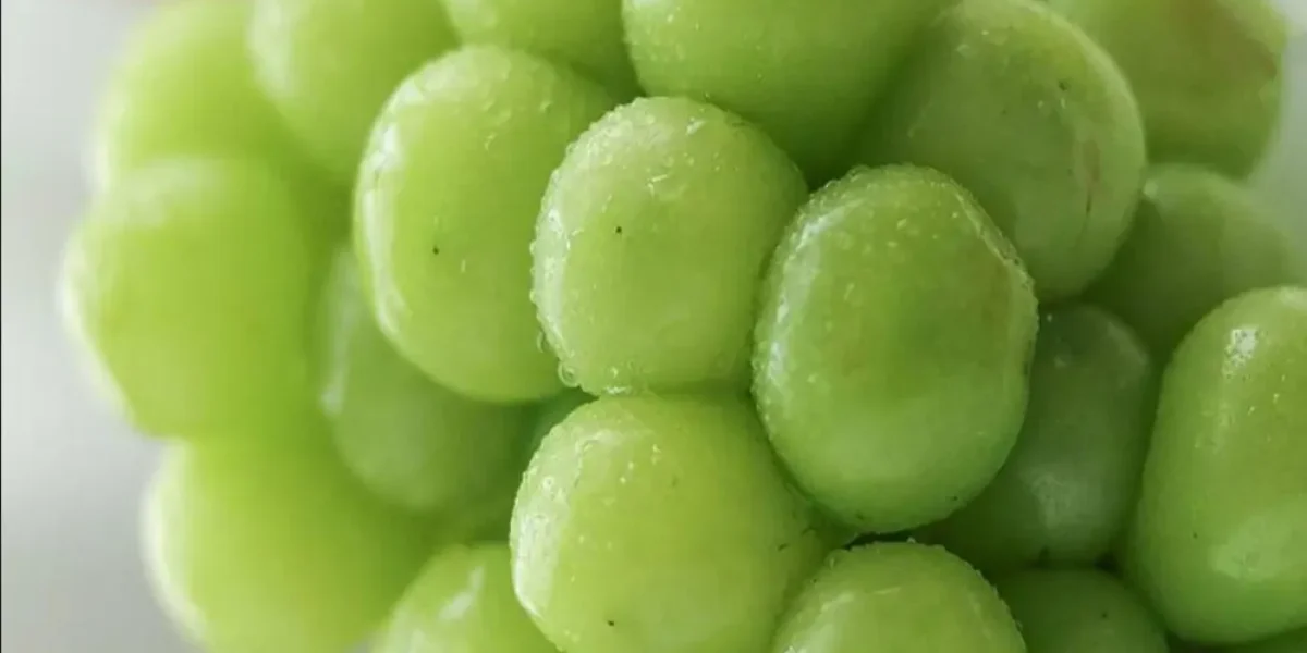 muscat grapes benefits