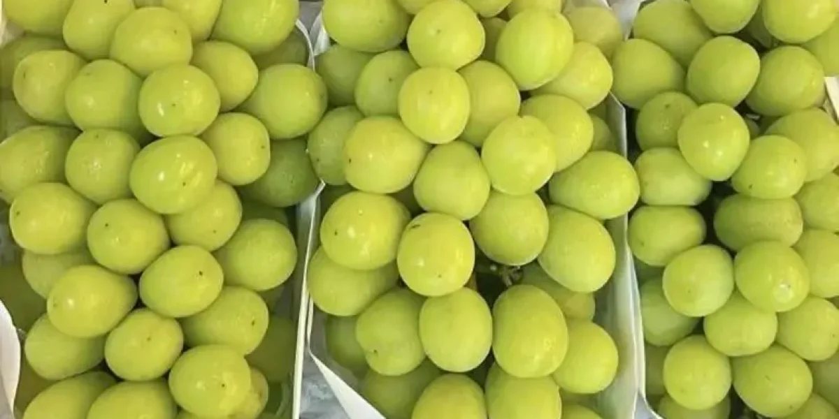 shine muscat grapes fresh