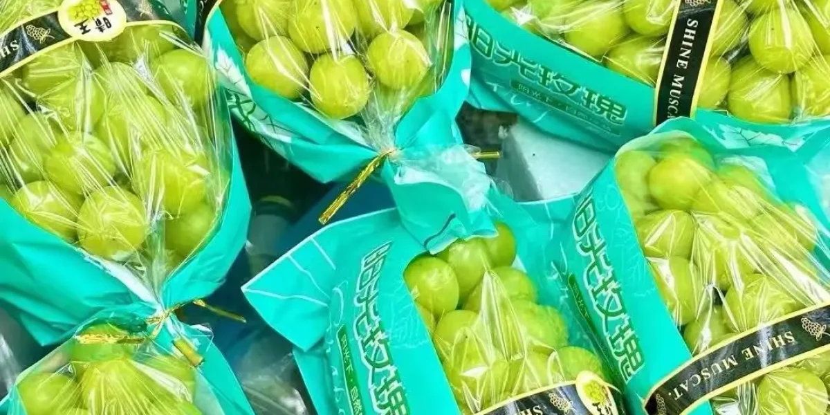 shine muscat grape supplier