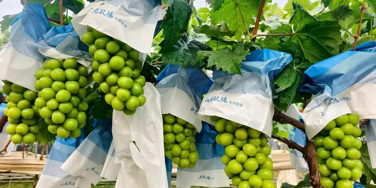 shine muscat grapes china fruit market sale