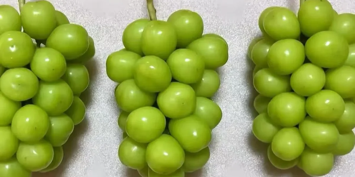 shine muscat grapes growing on vine vineyard china