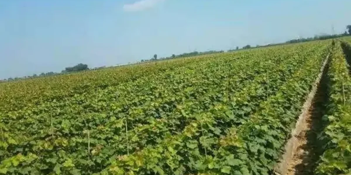 fresh shine muscat grape