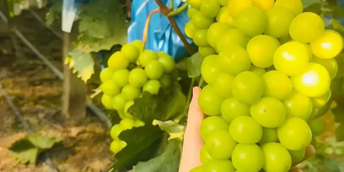 shine muscat grapes where to buy